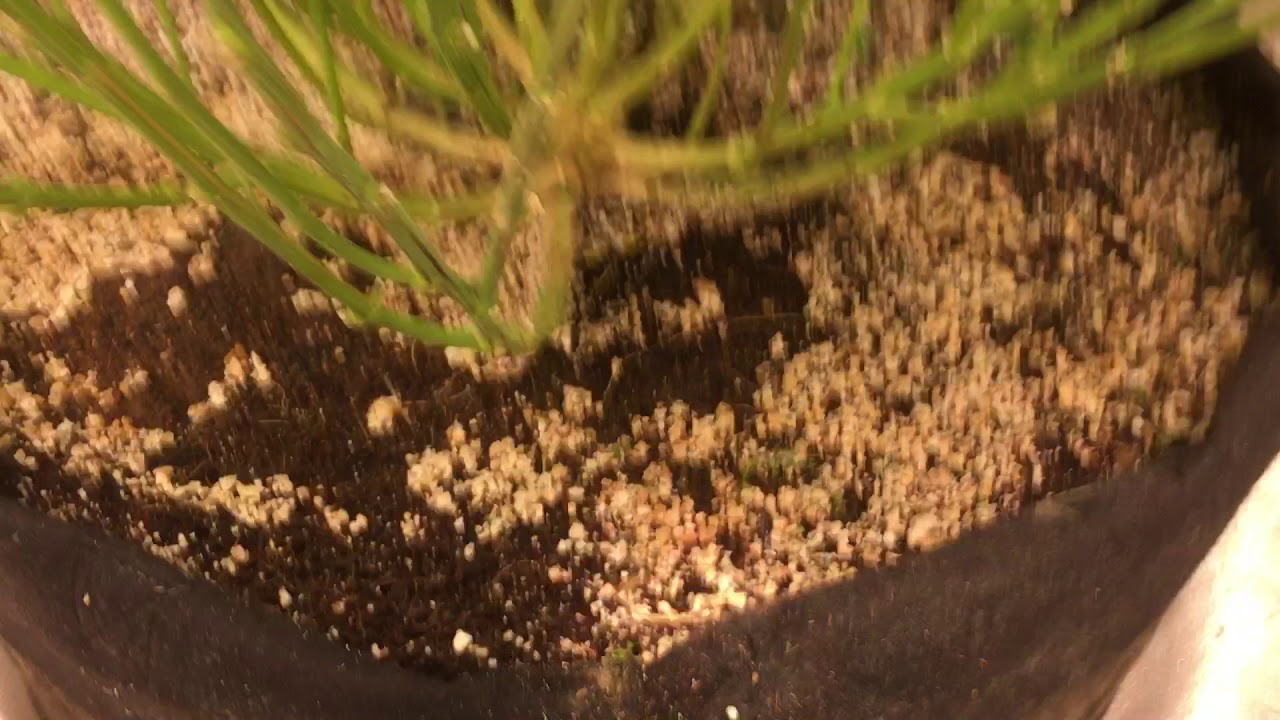 Grow Diaries: Volume 2:  Week 15