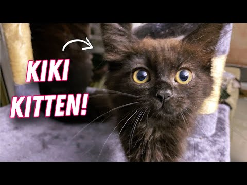 Introducing Kiki! Our Super Cute New Kitten!! [4K] - YouTube