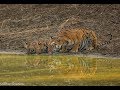 Tadoba - Maya and her Cubs