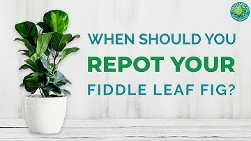 How to Repot Your Fiddle Leaf Fig the RIGHT Way (& Avoid Transplant Shock)