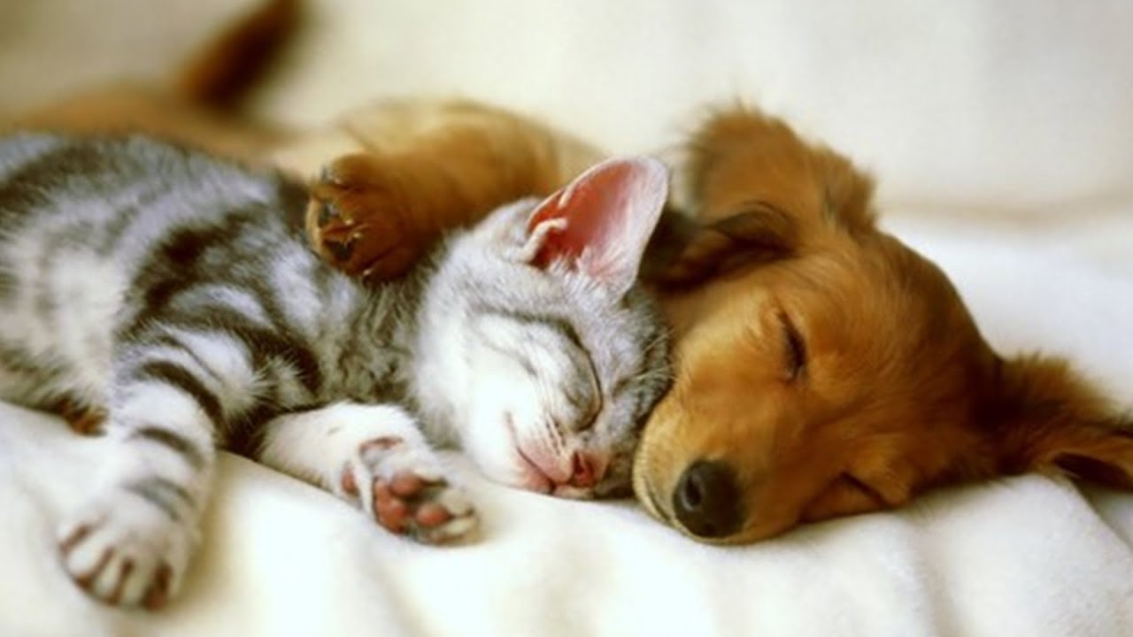 愛し合った後のピロートーク【女性向け / バイノーラル】