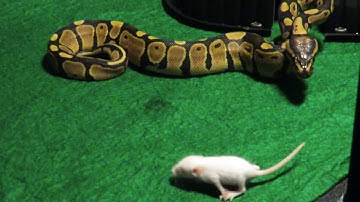3 Mo. Old Ball Python Bites Fuzzy Mouse