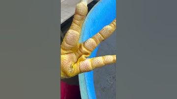 Part 3, Bumble feet kernel pop out! #qaib #thairooster #chicken #rooster #bantam #qaibthai #qaibdib