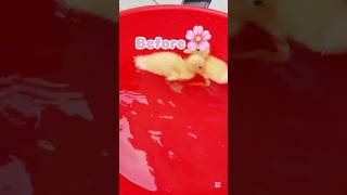 Download Lagu BeforeVsafter🥹They grown up so fast🥹😘#ducks #trending #forever MP3