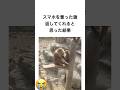 スマホを奪った猿 返してくれると思った結果