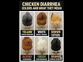 #chicken Diarrhea Colour
