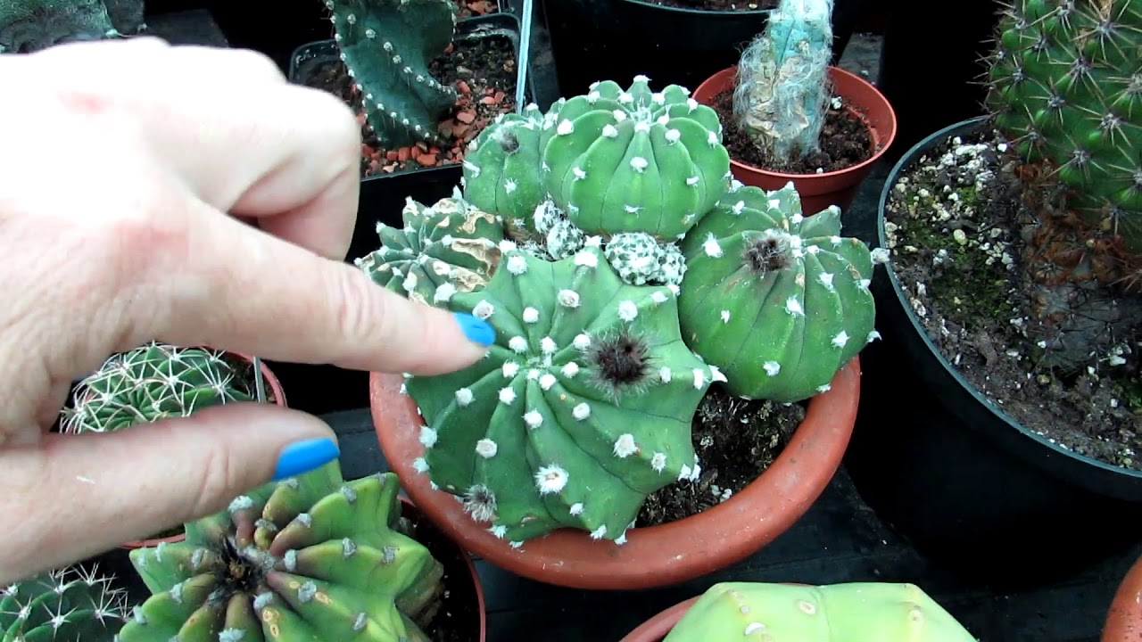 Echinopsis Cactus Plants in beautiful white flower in the Polytunnel