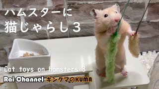 ハムスターに猫じゃらし３【行動観察】キンクマハムスター検証