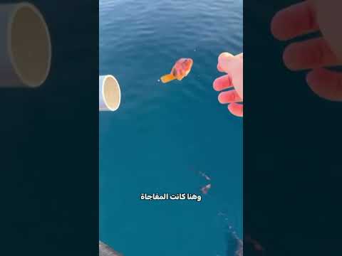 شاهد سرعة سمكة التونة 