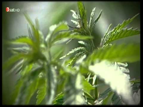 97 hanf cannabiol kann schizophrenie heilen erste versuche laufen