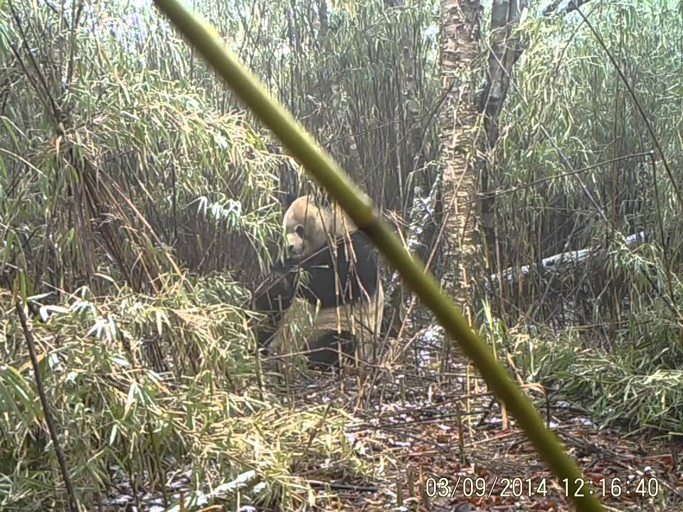 Camera Trap Panda Dans Son Habitat Mangeant Du Bambou Youtube