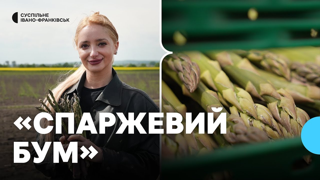 У день збирають понад 300 кілограмів: як у селі на Франківщині вирощують спаржу