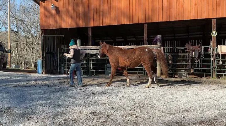 Sold 477 sorrel Rocky Mountain gelding 14H.  3 years old $800 plus $40 Coggins deadline 12/19/25 ￼