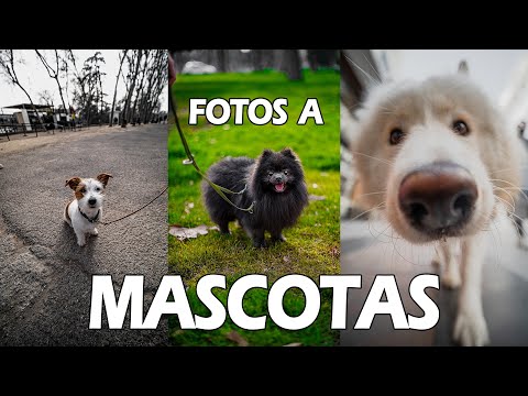 Video: Joven fotógrafa toma fotos impresionantes de su perro musa