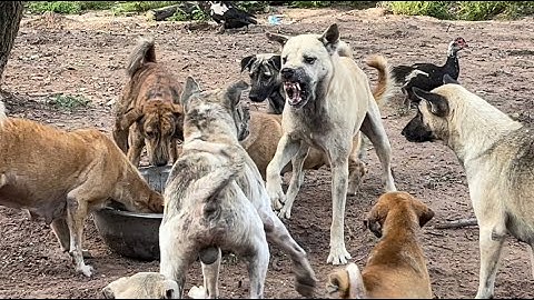 Stray dog came to fight