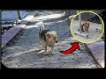 Dog Runs Away Daily So Owner Secretly Follows Him