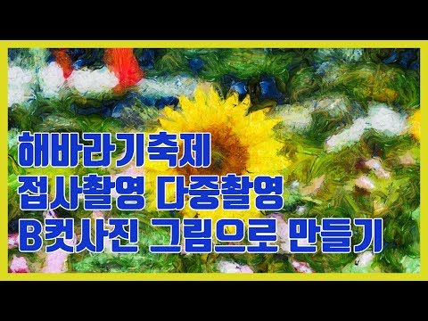 사진잘찍는법 태백 해바라기축제 접사촬영 다중촬영 B컷 사진을 그림으로 살리기 (사진그림 프로그램 DAP) Photography Tutorial