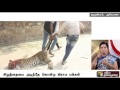 Villagers beat leopard to death in Haryana