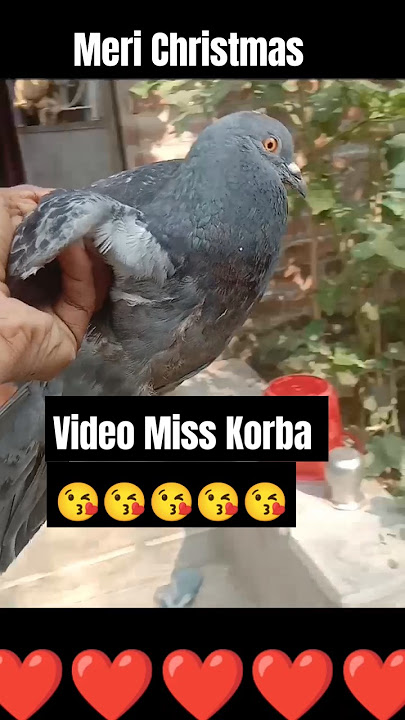 Meri Christmas# Samareshmajhi official pigeon  kabutar short video Yt short