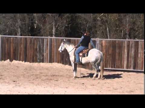 Eli   grey gelding riding