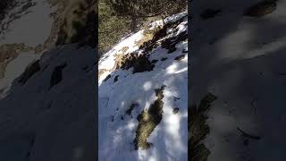 BAJANDO DE LA COLLADA MONTANER CON RAQUETAS HACIA OS DE CIVÍS. (5)