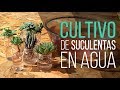 ¿CÓMO CULTIVAR SUCULENTAS EN AGUA?