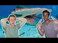 Fish Biologist reacts to Cody Ko's Shark Tier List