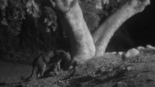 The Last Arabian Leopard In Israel ヒョウ Леопард النمر العربي הנמר האחרון במדבר יהודה तदआ