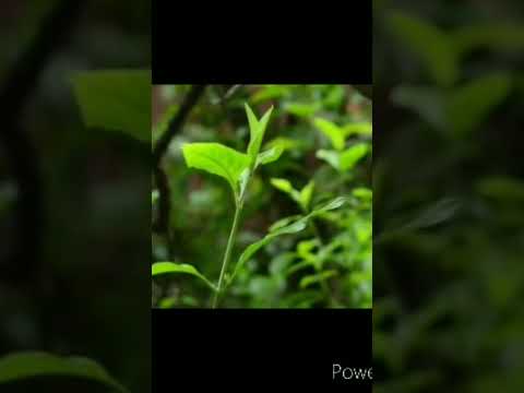صور طبيعة مع قرائة قصيرة من سورة البقرة