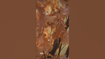 أناشيد بدون موسيقى بكى قلبي 