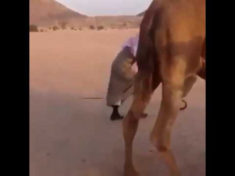 هجري يهيط وجب عيد