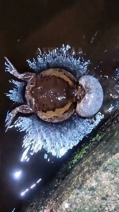 The sound of this frog is so melodious 😂