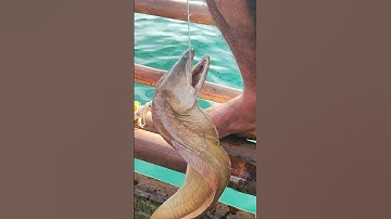 Malabanos / Nipa-nipa