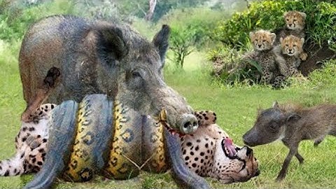 Leopard Mother Alone fights with Both The Giant python And Warthog To save The cubs @1002 animals