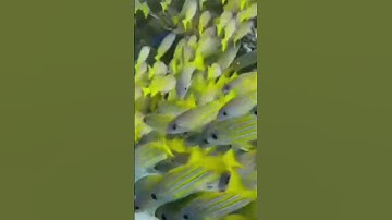 ما تيسر من سورة الإنسان للشيخ ماهر المعيقلي