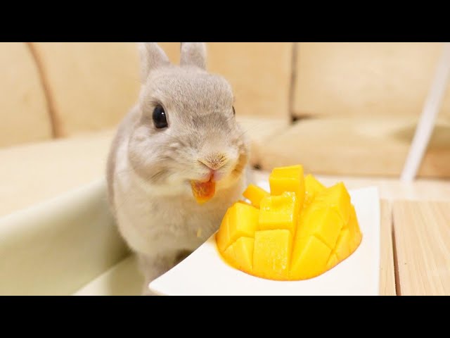 おやつ制限生活を耐え抜いたうさぎさんにご褒美の生果物を贈ったらお口