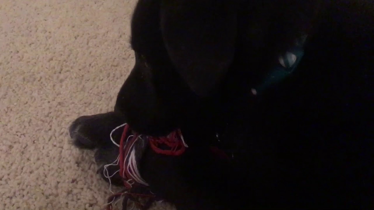 My New Puppy Hagrid YouTube