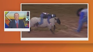 Mutton Bustin' at the San Antonio Livestock Show & Rodeo