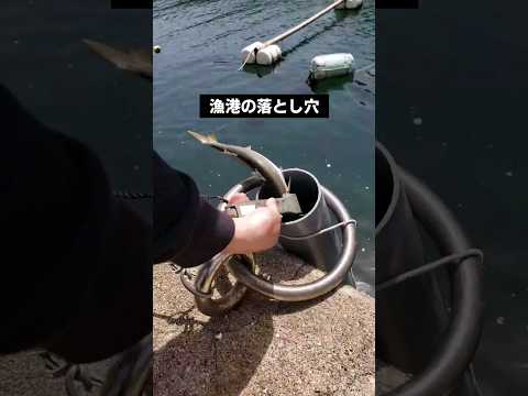 漁港の穴に魚を落とすとバリ回る