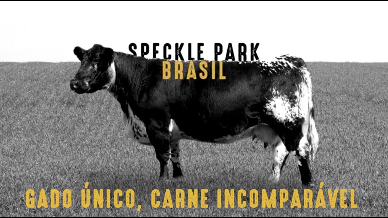 Speckle Park Brasil