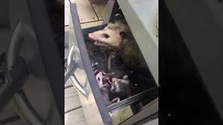 The Possum Living in My Grill had Babies || ViralHog