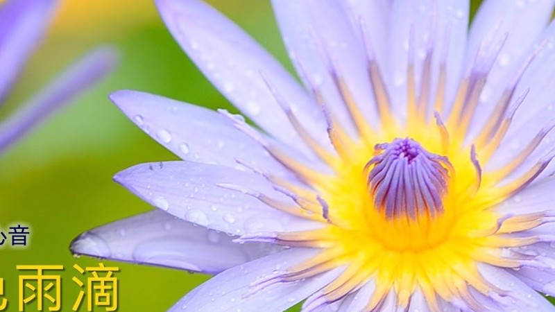 《 深夜心音 _ 金色雨滴 》