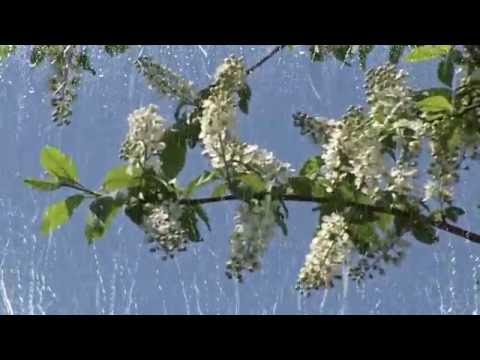 Музыка дождя Молнии и гром Классный релакс 