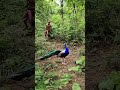 Real Peacock 🦚Catching😱 #jungle #discovery#shortvideos #vfx #animals #vfxind #viral #shorts😱 Mp3 Song