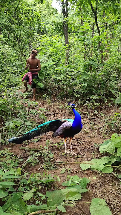 Real Peacock 🦚Catching😱 #jungle #discovery#shortvideos #vfx #animals #vfxind #viral #shorts😱