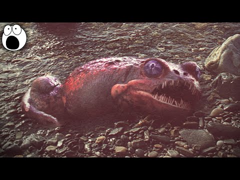 10 Most MYSTERIOUS Unidentified Creatures