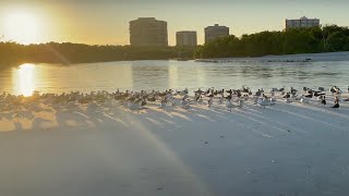 Sunrise Beach Walk with Ocean Birds | Clam Pass in Naples, Florida