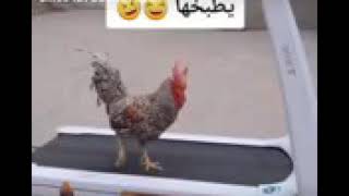 اجمل ضحك