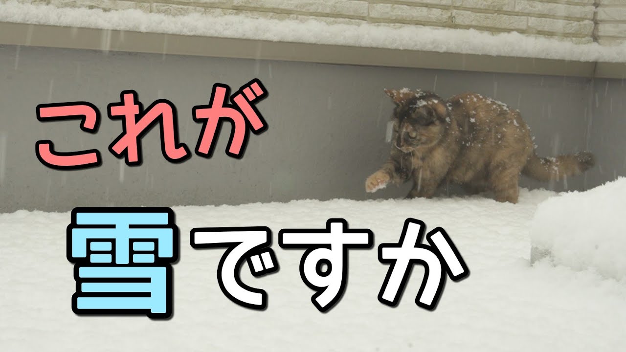YouTubeチャンネル『サビ猫。たっちゃん』の動画サムネイル
