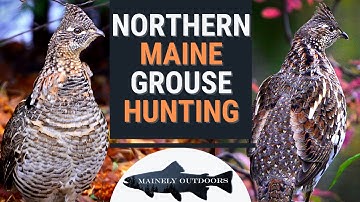 Hunting the Remote Backcountry of Maine for Ruffed Grouse! || Catch and Cook Over an Open Fire